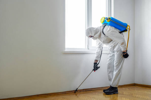Wasp Removal Services in La Verkin, UT