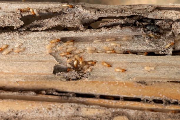Best Commercial Pest Control Services  in La Verkin, UT