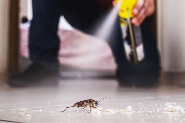 Best Emergency Pest Control  in La Verkin, UT